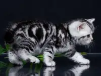 Элитные британские котята всех окрасов. Профессиональный питомник, фотография 10