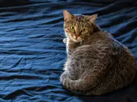 Кошка Малява ищет дом, фотография 5