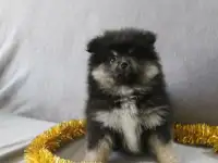 Шпиц девочка  триколор, фотография 2