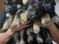 Щенки Немецкой овчарки, фотография 3
