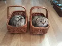 Шотландские котята, фотография 9