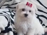 Мальтийской болонки щенки, фотография 3