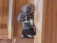 Котята в дар, фотография 4