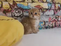 Шотландские котятя, фотография 3