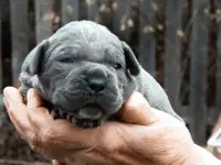 Щенки Кане Корсо, фотография 2