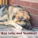 Собака в дар, фотография 2