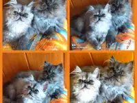Персидские котята экстремального типа чистокровные.Персы.Котята., фотография 9