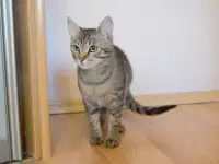 Полосатый котенок Лёлик спасен с улицы и ищет дом и любящую семью!, фотография 11