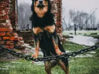 Кинолог в Минске, фотография 6
