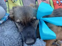 Щенки в добрые руки