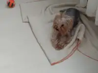 Йорк, фотография 2