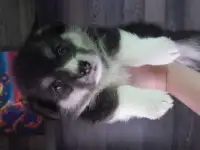 Щенки Вельш корги пемброк