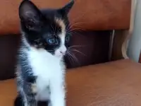 Котята в дар., фотография 6