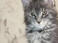 4 Котенок Мейн кун, фотография 2