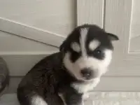 Щенки Хаски, фотография 2