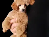 Щенок той пуделя, фотография 4