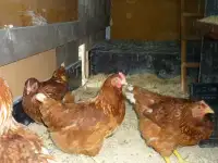 Куры несушки доставка по району, фотография 2