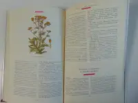 Знахарь в доме Цветы, которые лечат, фотография 12