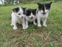 Котята (3 недели), фотография 2