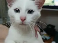 Котенок срочно ищет дом