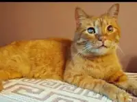 Красавчик Фокс ищет дом!, фотография 5