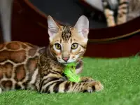 Бенгальские котята из питомника: котик, фотография 1