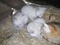 Котята в добрые руки, фотография 2
