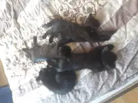 Котёнок в добрые руки, фотография 6