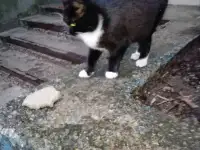 Берите готового котика для домашней жизни в Минске
