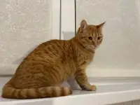 Рыжая кошечка котенок Мандаринка ищет дом и семью!, фотография 2