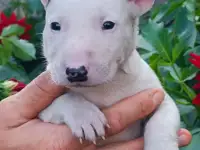 Бультерьера щенки