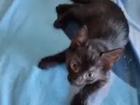 Отдам в хорошие руки котят или кошку, фотография 8