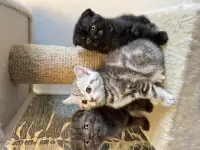 Красивые шотландские котята, фотография 1