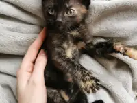 Котята, фотография 2