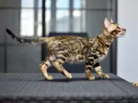 Бенгальские котята из питомника, фотография 2