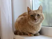 Симбочка чудесный рыжий котик ищет дом и семью!, фотография 7