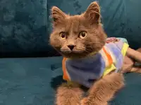 ТИШКА ИЩЕТ ДОМ, фотография 2