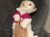 Щенок мальтезе, фотография 4