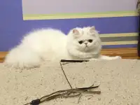 Белый персидский котёнок, фотография 7