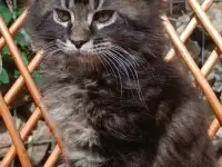 Котята Мейн-кун, фотография 5