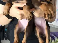 Щенки добермана