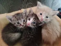 Котята добрым людям