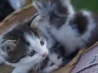Котята в хорошие руки, фотография 2