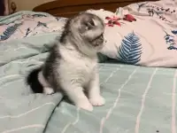 Шотландские котята, фотография 4