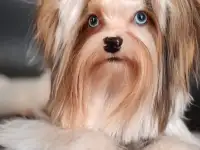 Вязка блюберри