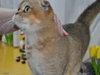 Золотые Шиншилы, фотография 2