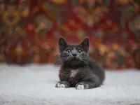 Милейший котеночек Масик мечтает найти семью!, фотография 8