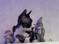 Котенок Девон Рекс, фотография 6