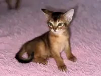 Абиссинские котята, фотография 5