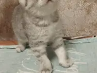 Шотландские котята, фотография 3
